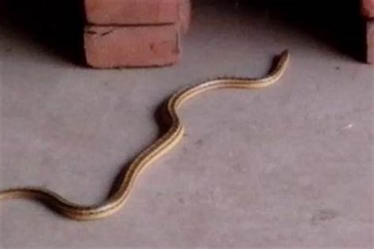 家里出现一条无尾巴蛇好吗吉利吗